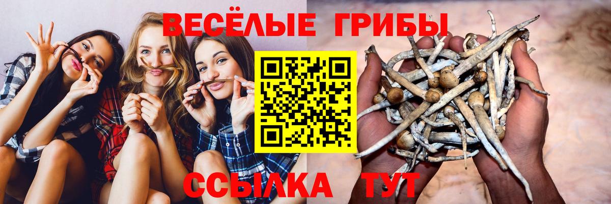 Калуга  Псилоцибиновые грибы Psilocybine cubensis  Вход с VPN 
